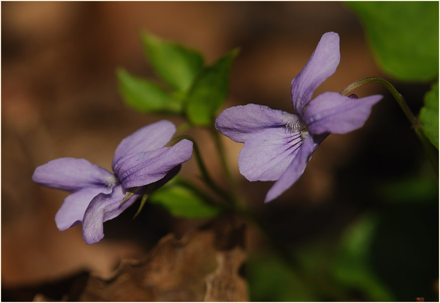 März-Veilchen (Viola odorata)