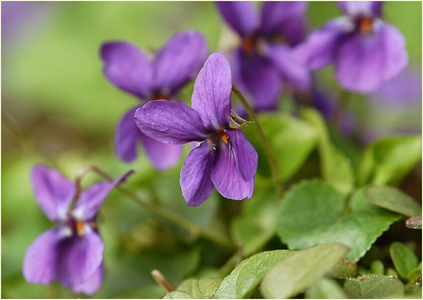 März-Veilchen (Viola odorata)