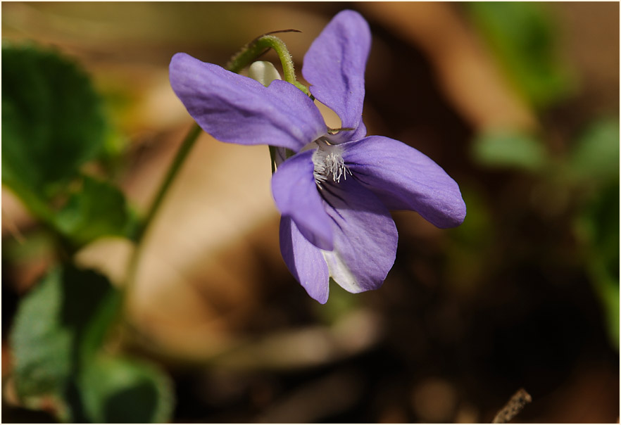 März-Veilchen (Viola odorata)