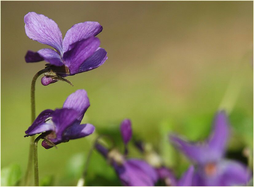 März-Veilchen (Viola odorata)