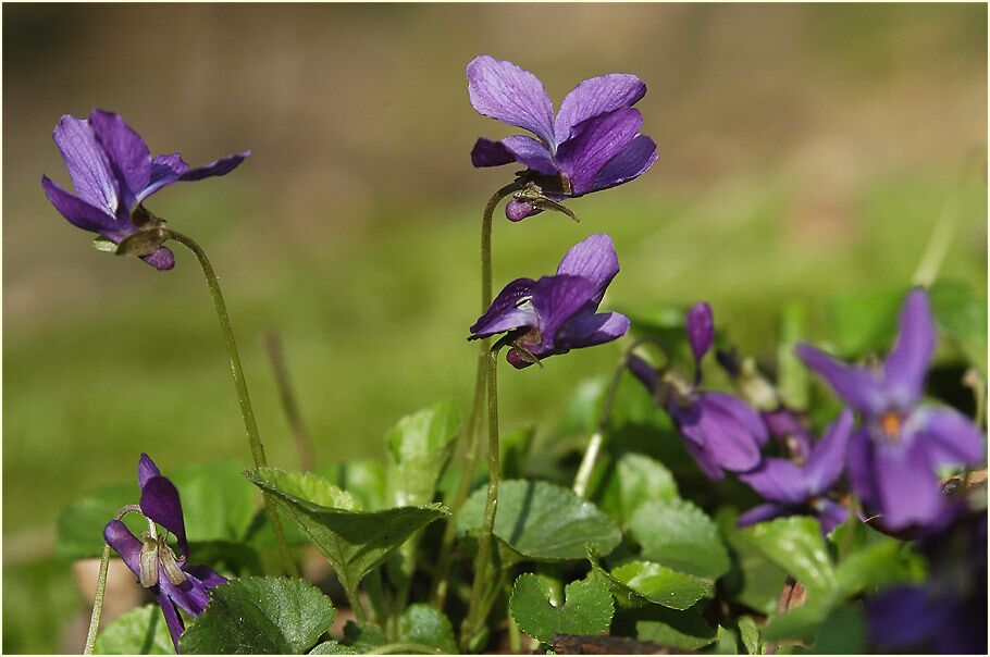 März-Veilchen (Viola odorata)