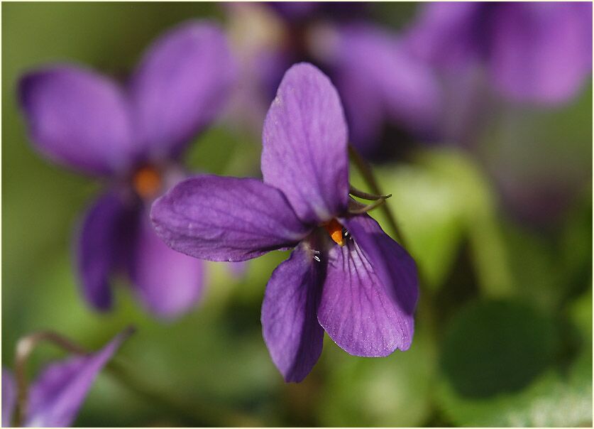 März-Veilchen (Viola odorata)