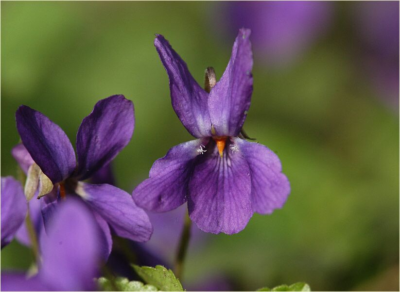 März-Veilchen (Viola odorata)