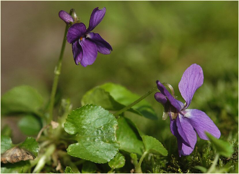 März-Veilchen (Viola odorata)