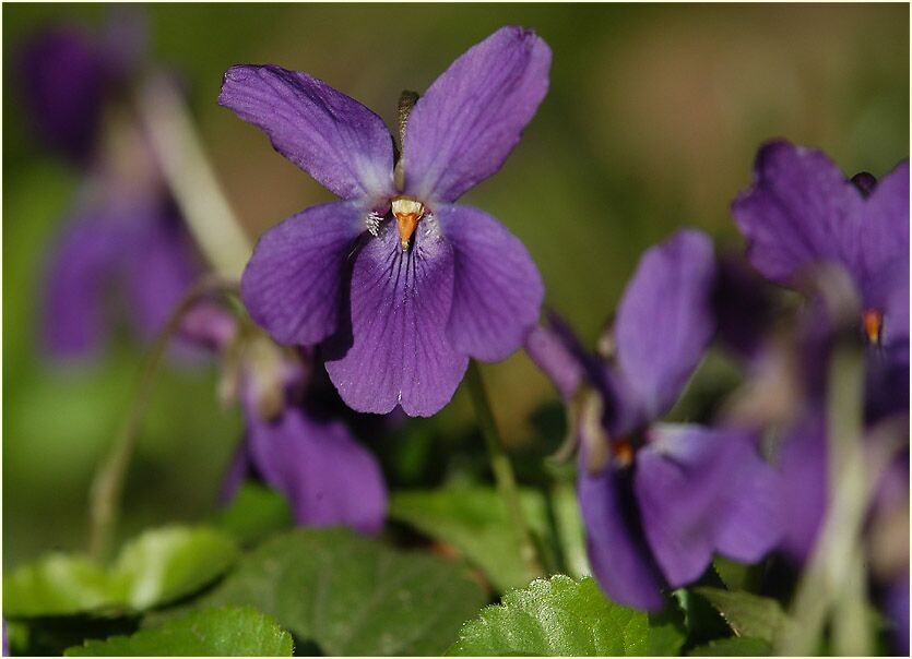 März-Veilchen (Viola odorata)