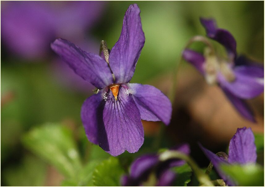 März-Veilchen (Viola odorata)