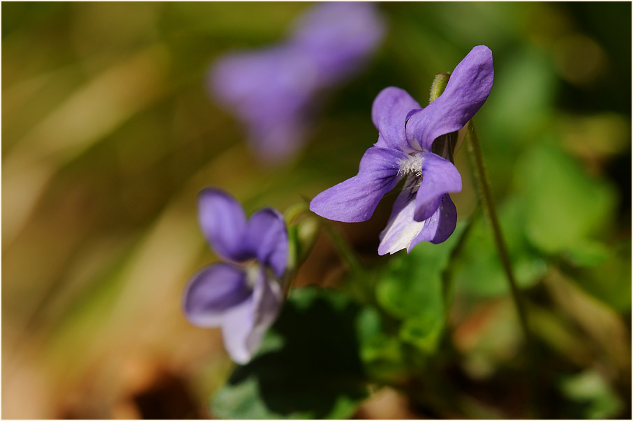 März-Veilchen (Viola odorata)