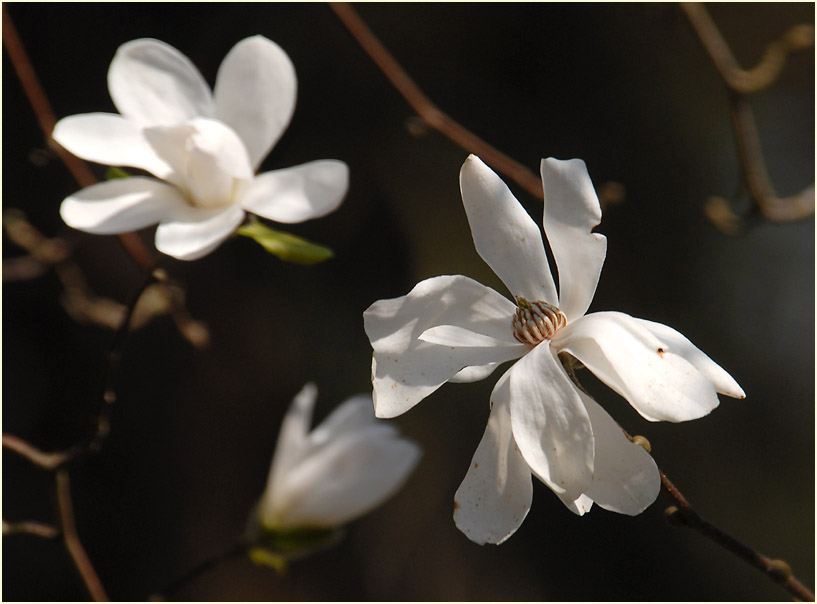 Magnolie (Magnolia)