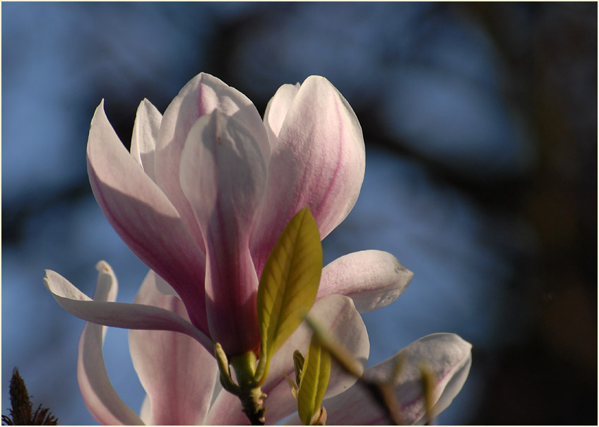 Magnolie (Magnolia)