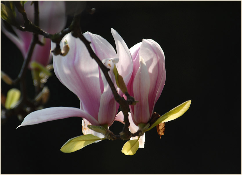 Magnolie (Magnolia)