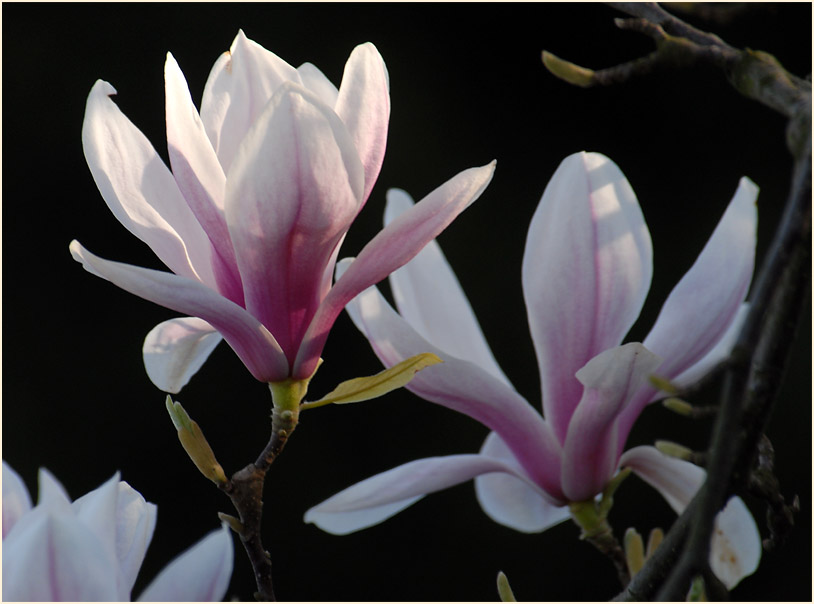 Magnolie (Magnolia)