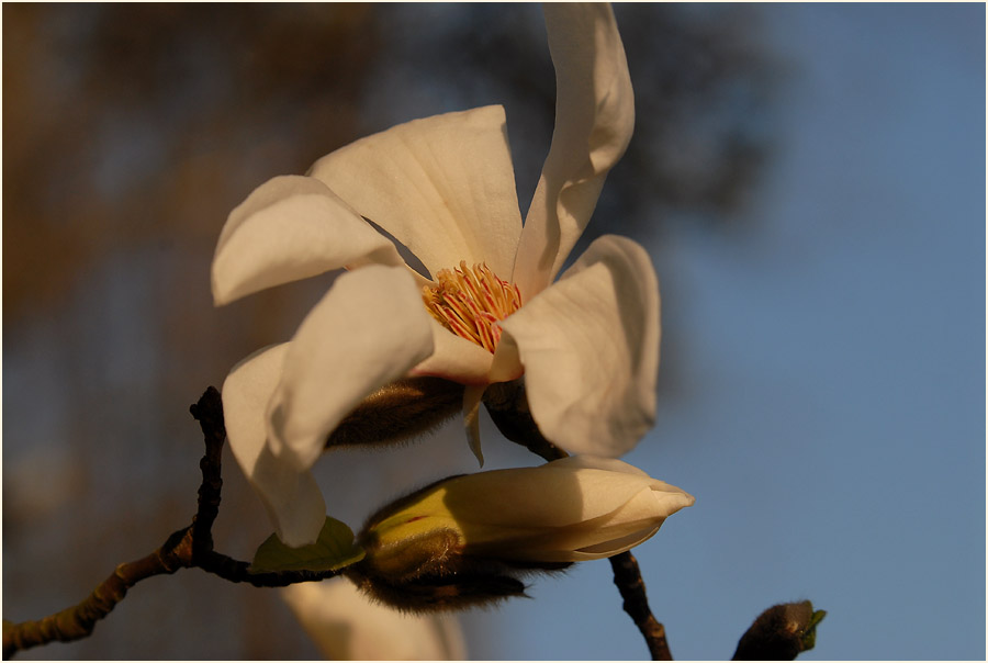 Magnolie (Magnolia)