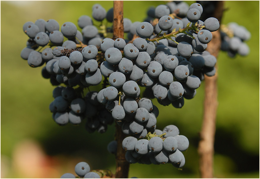 Mahonie (Mahonia aquifolium)