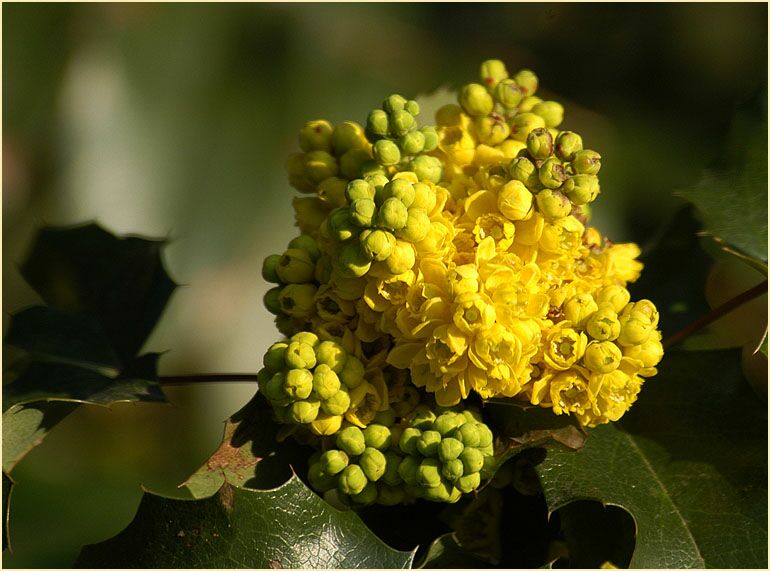 Mahonie (Mahonia aquifolium)