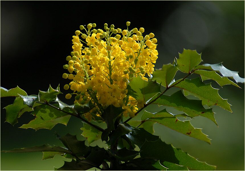 Mahonie (Mahonia aquifolium)