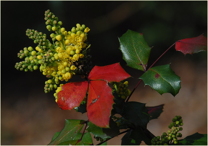 Mahonie (Mahonia aquifolium)