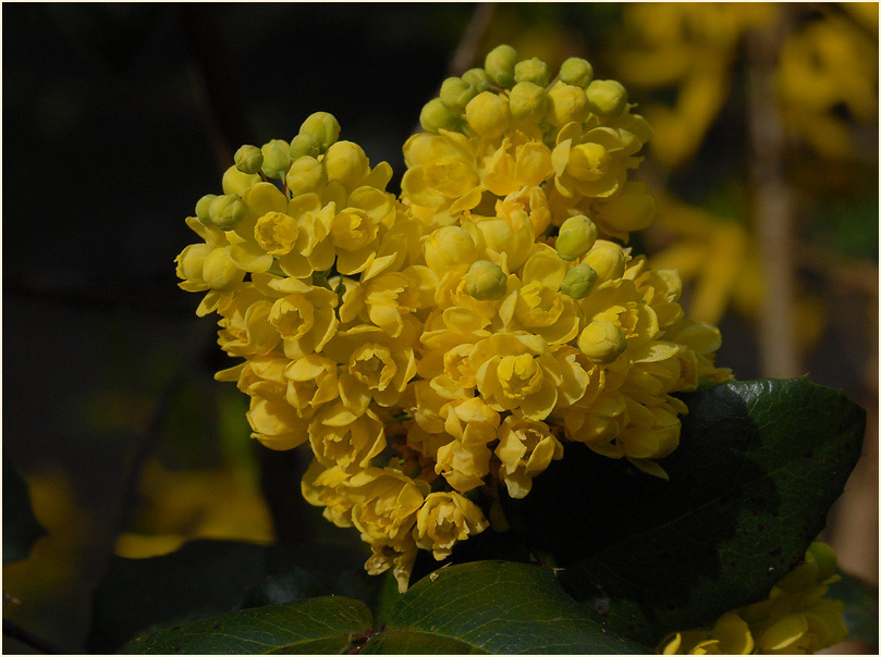 Mahonie (Mahonia aquifolium)