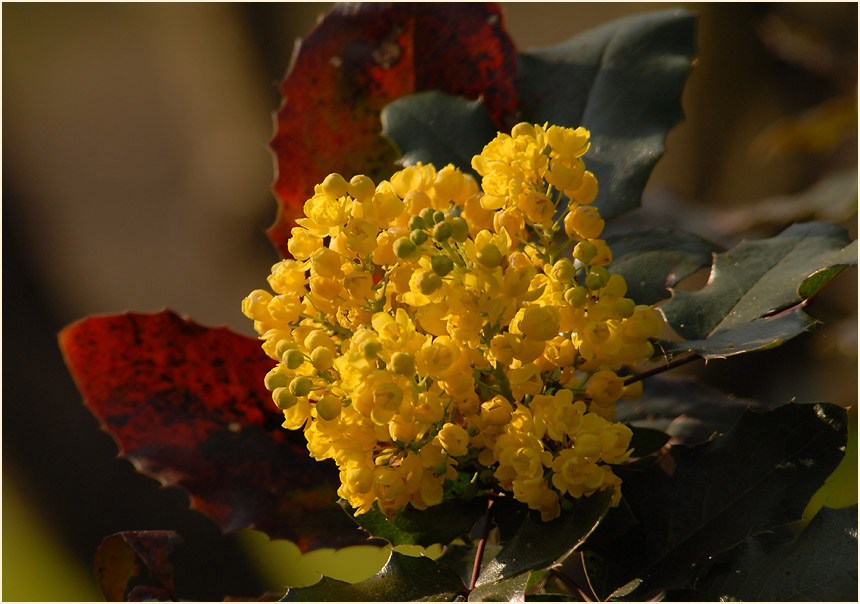 Mahonie (Mahonia aquifolium)