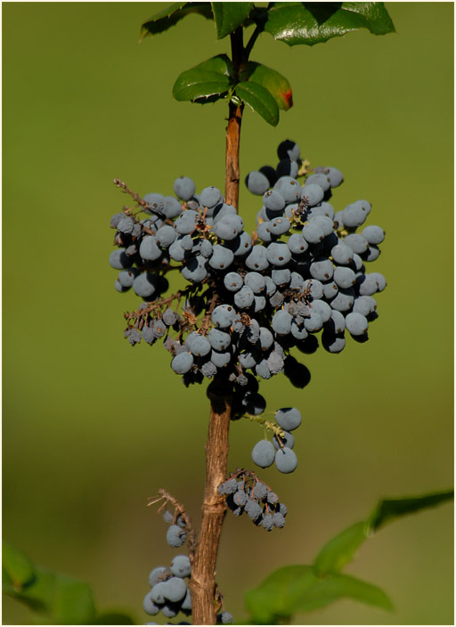 Mahonie (Mahonia aquifolium)