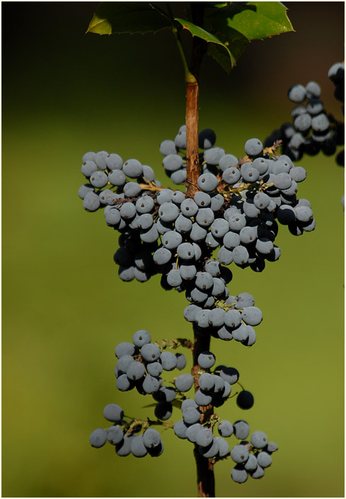 Mahonie (Mahonia aquifolium)