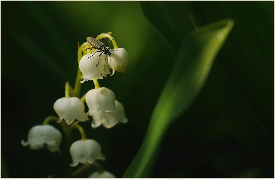 Maiglöckchen (Convallaria majalis)