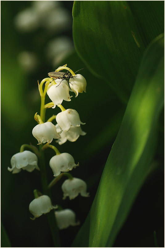 Maiglöckchen (Convallaria majalis)