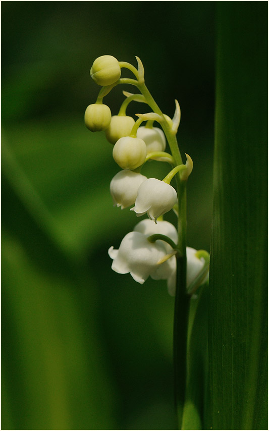 Maiglöckchen (Convallaria majalis)