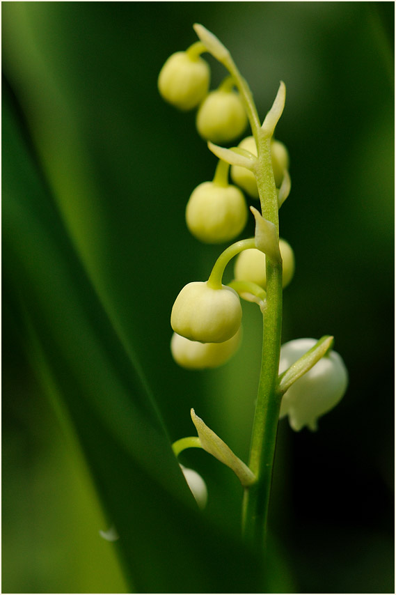 Maiglöckchen (Convallaria majalis)