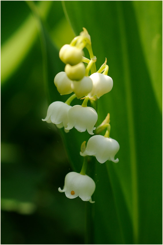 Maiglöckchen (Convallaria majalis)