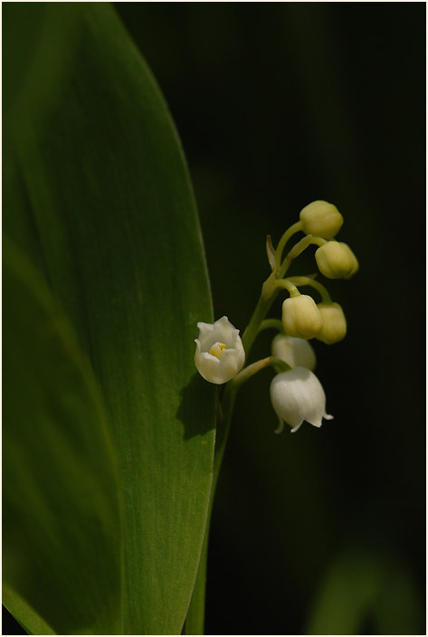 Maiglöckchen (Convallaria majalis)