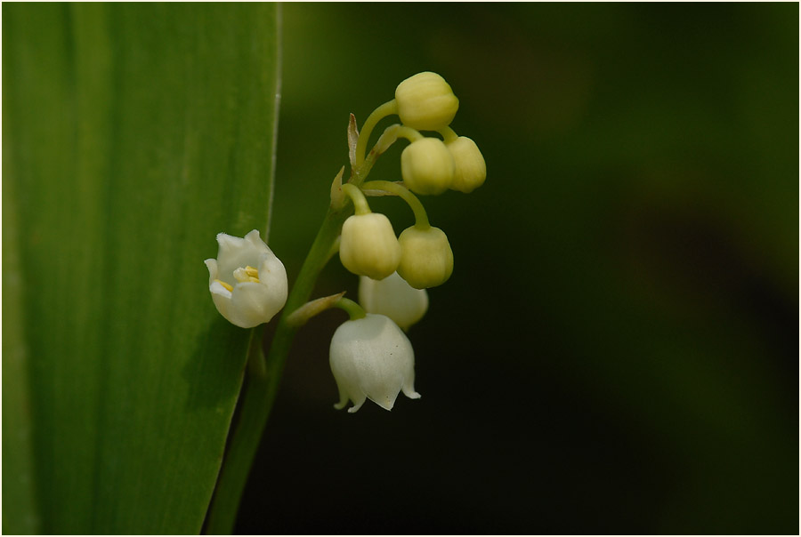 Maiglöckchen (Convallaria majalis)