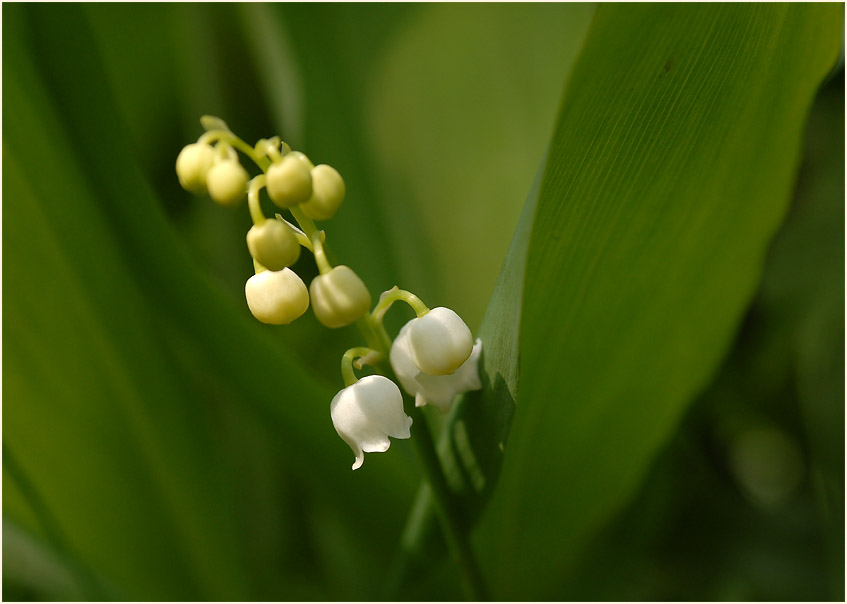 Maiglöckchen (Convallaria majalis)