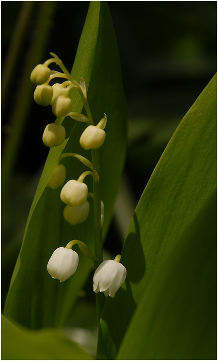 Maiglöckchen (Convallaria majalis)