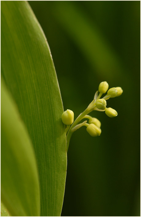 Maiglöckchen (Convallaria majalis)