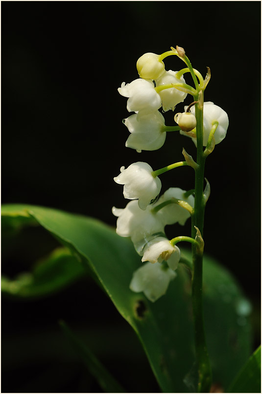 Maiglöckchen (Convallaria majalis)