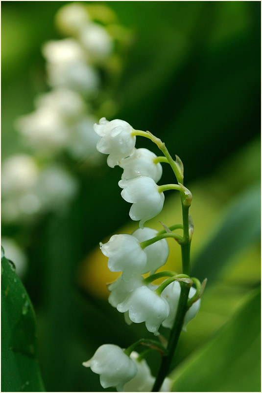 Maiglöckchen (Convallaria majalis)