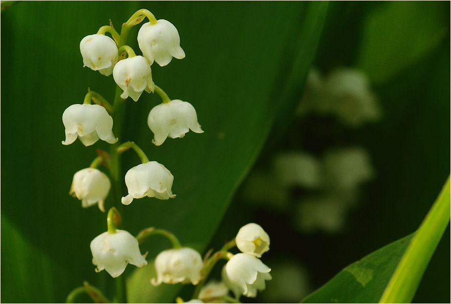 Maiglöckchen (Convallaria majalis)