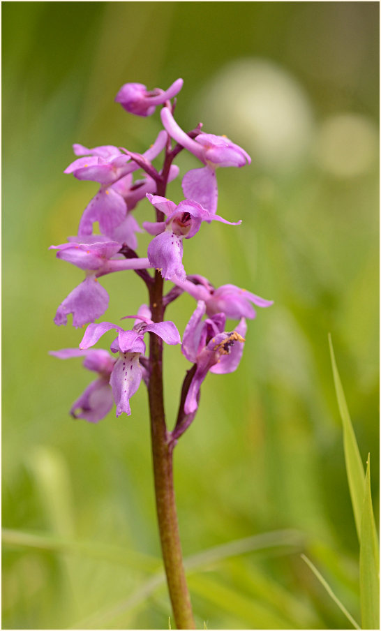 Mannsknabenkraut (Orchis mascula)