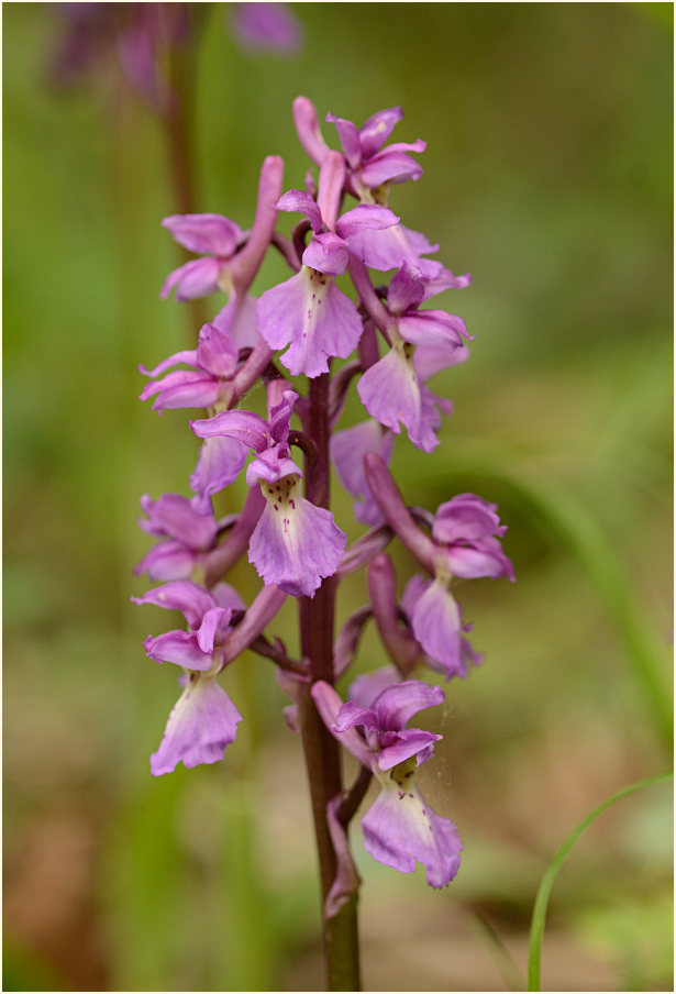 Mannsknabenkraut (Orchis mascula)