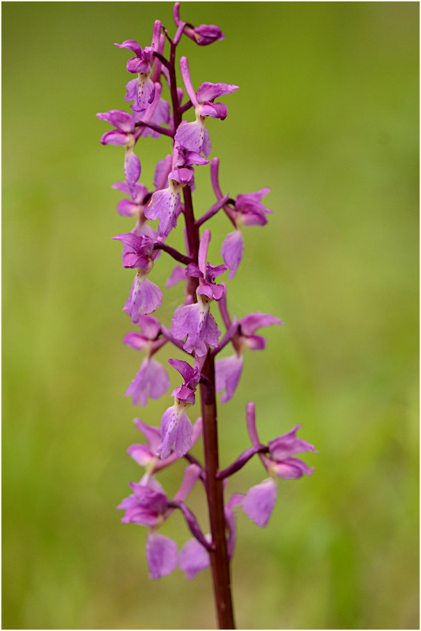 Mannsknabenkraut (Orchis mascula)