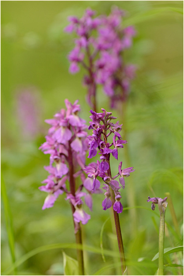 Mannsknabenkraut (Orchis mascula)