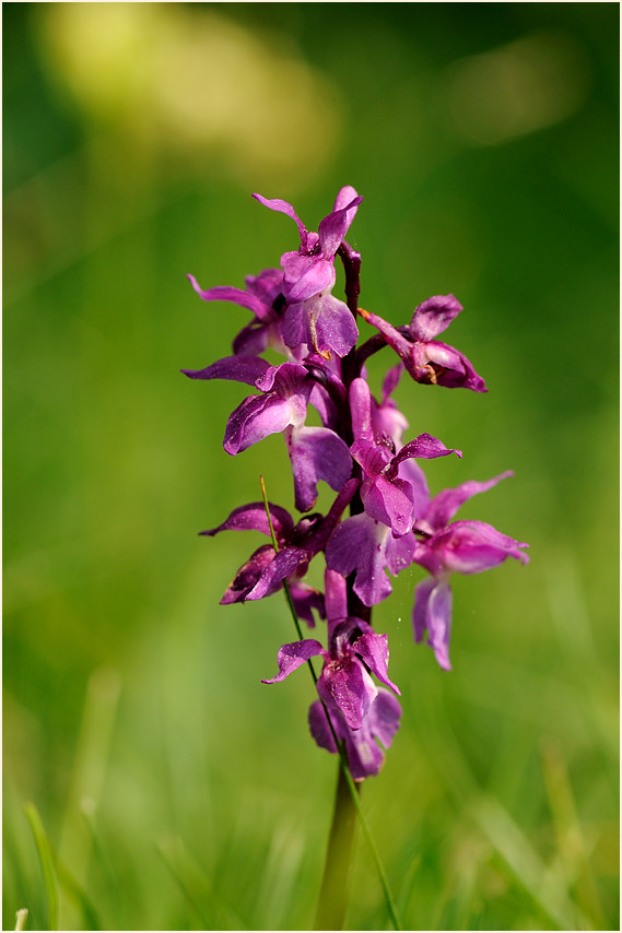 Mannsknabenkraut (Orchis mascula)