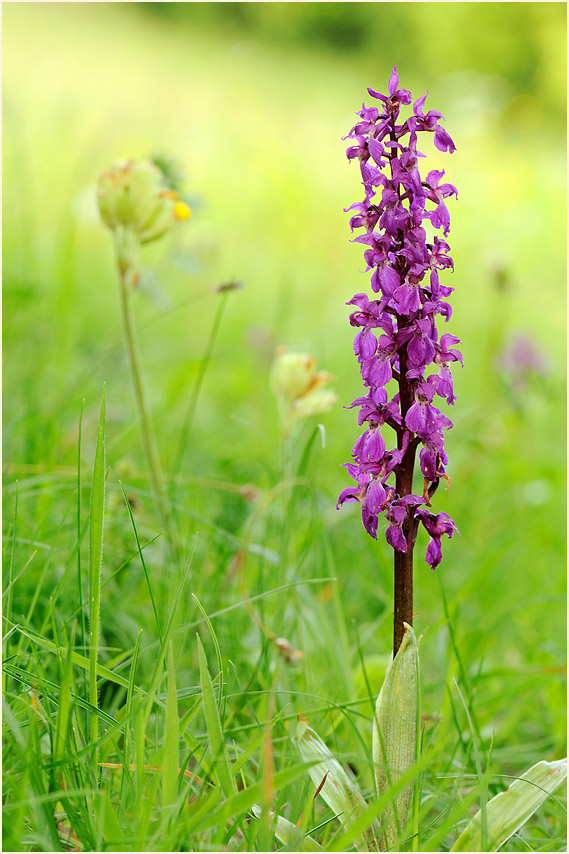 Mannsknabenkraut (Orchis mascula)