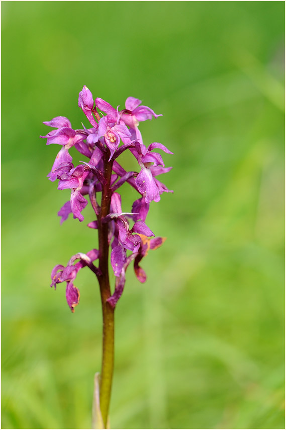 Mannsknabenkraut (Orchis mascula)