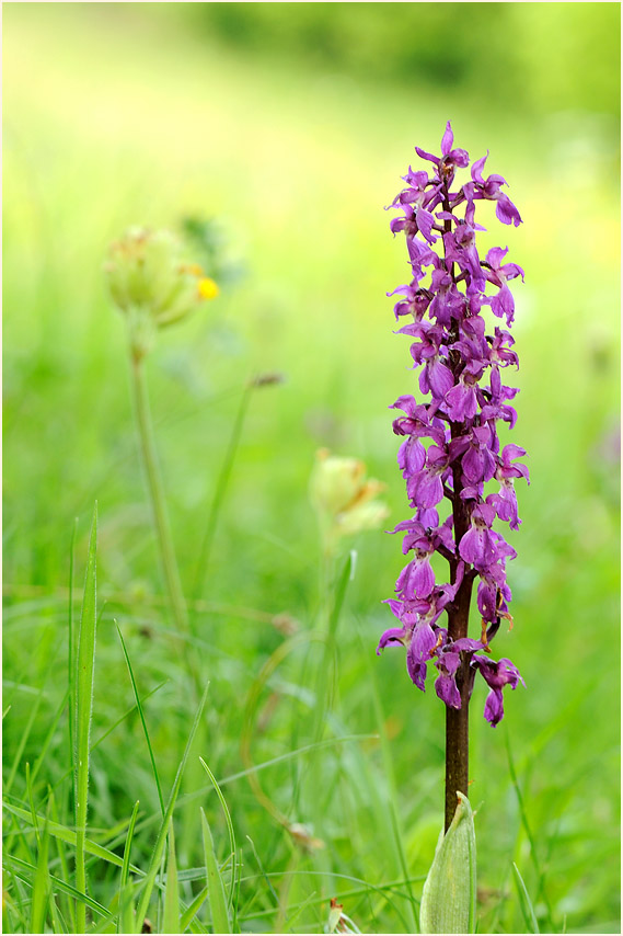 Mannsknabenkraut (Orchis mascula)