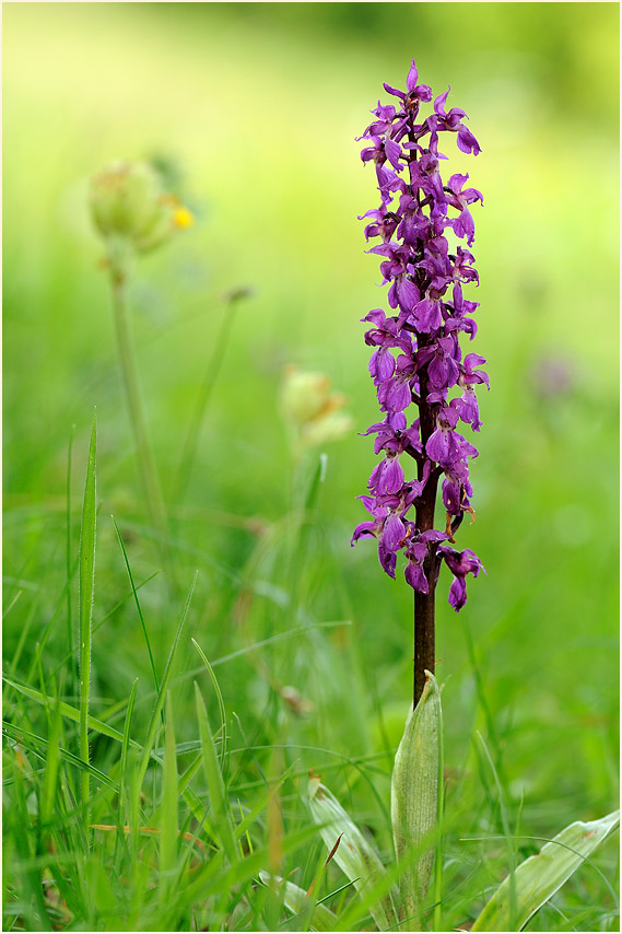 Mannsknabenkraut (Orchis mascula)