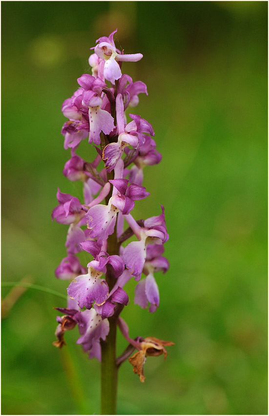 Mannsknabenkraut (Orchis mascula)