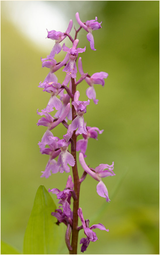 Mannsknabenkraut (Orchis mascula)