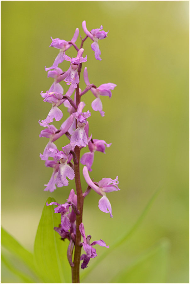 Mannsknabenkraut (Orchis mascula)