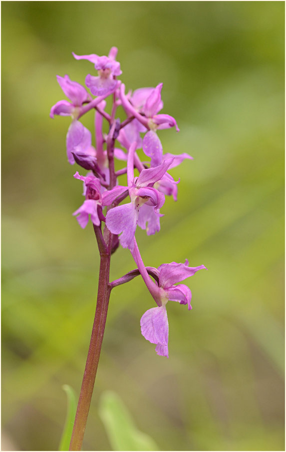 Mannsknabenkraut (Orchis mascula)